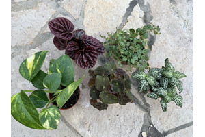 Mini Terrariumplant set Nr. 3