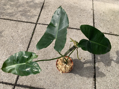 Philodendron Burle Marx Raritt