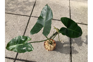 Philodendron Burle Marx Rare