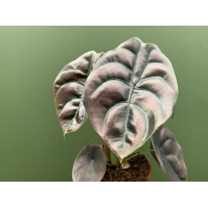 Alocasia cuprea Red Secret