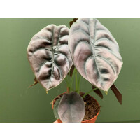 Alocasia cuprea Red Secret