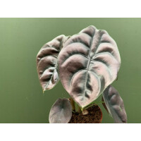 Alocasia cuprea Red Secret