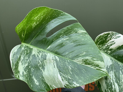 Monstera deliciosa variegata Cutting