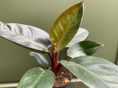 PhilodendronRed Congo