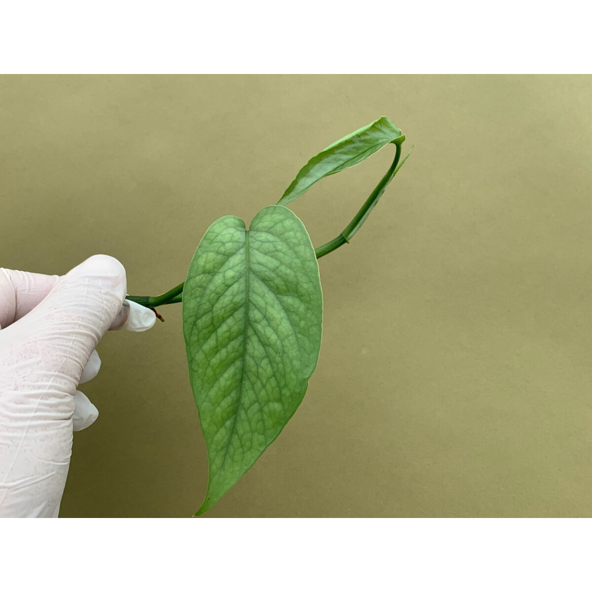 Epipremnum pinnatum Cebu Blue, 24,90