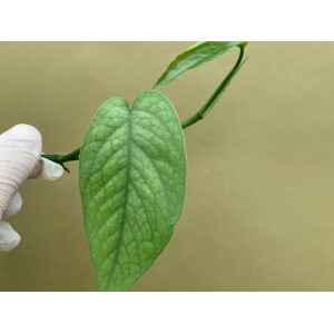 Epipremnum pinnatum Cebu Blue Ableger