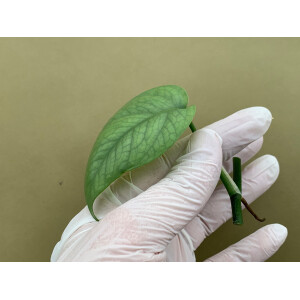 Epipremnum pinnatum Cebu Blue Ableger