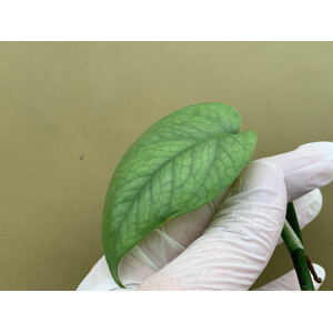 Epipremnum pinnatum Cebu Blue Ableger