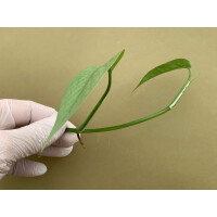 Epipremnum pinnatum Cebu Blue Ableger