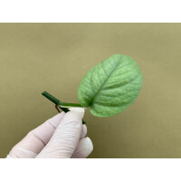 Epipremnum pinnatum Cebu Blue Ableger