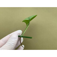 Epipremnum pinnatum Cebu Blue Ableger