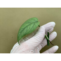 Epipremnum pinnatum Cebu Blue Ableger