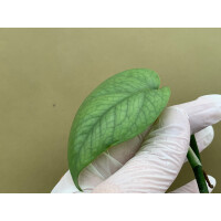 Epipremnum pinnatum Cebu Blue Ableger