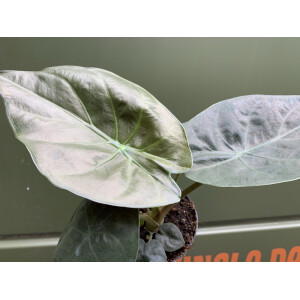 Alocasia wentii