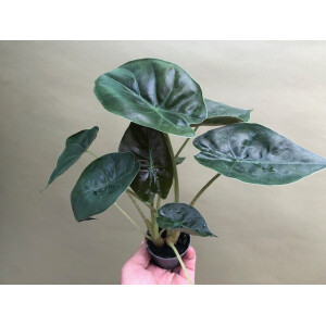 Alocasia wentii