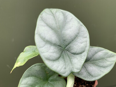 Alocasia Silver Dragon Babyplant