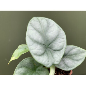 Alocasia Silver Dragon Babyplant