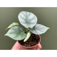 Alocasia Silver Dragon Babyplant