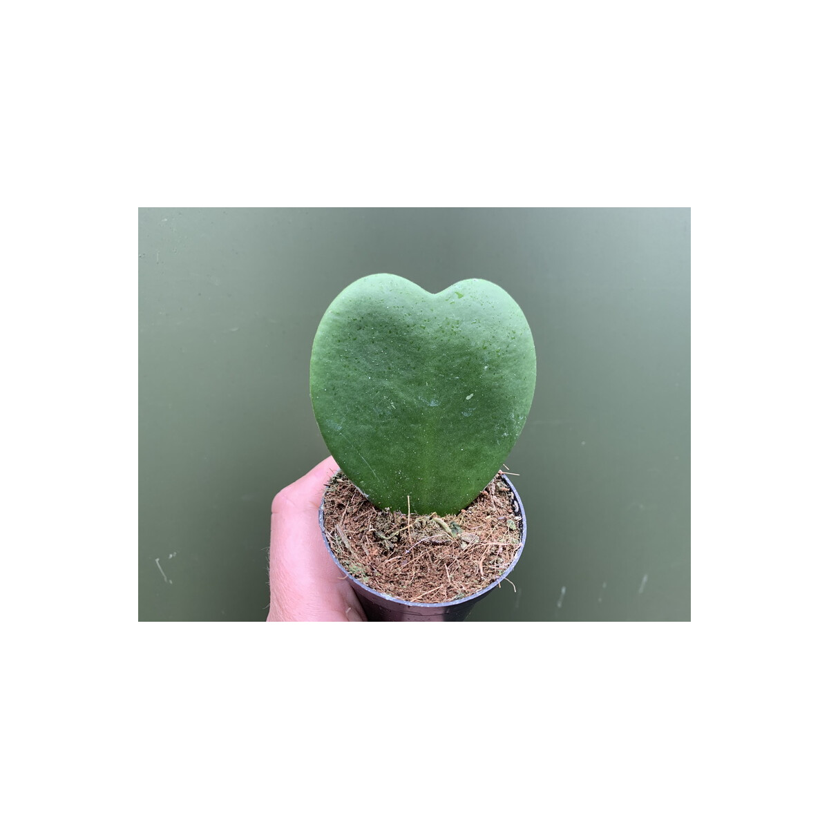 Hoya Heart Herzf&ouml;rmige Hoya