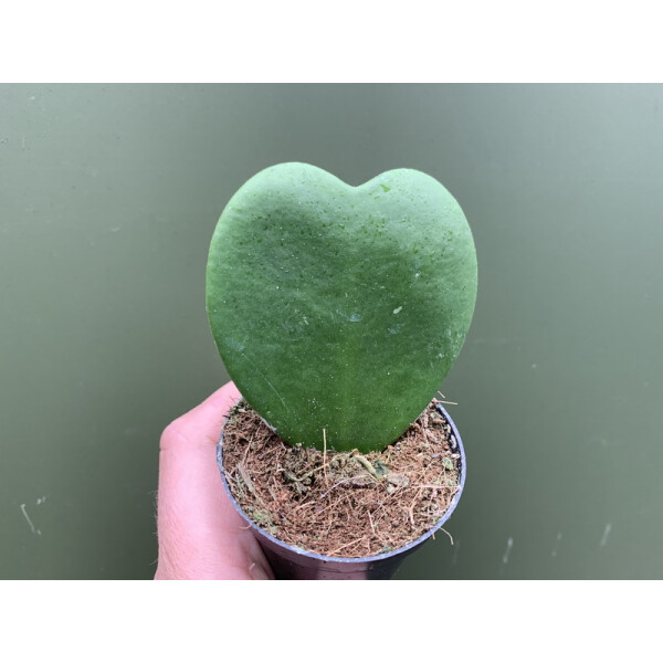 Hoya Heart Herzförmige Hoya