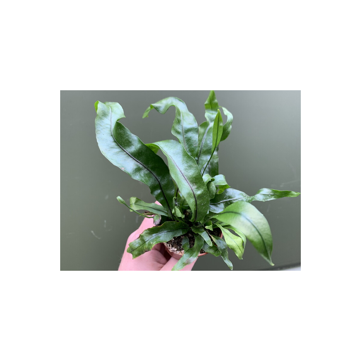 Microsorum pustulatum klein