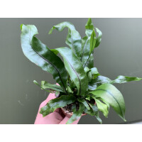 Microsorum pustulatum klein