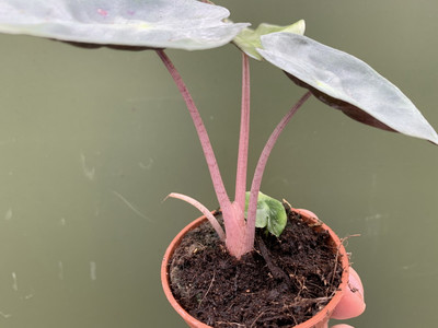 Alocasia Pink Dragon Babyplant