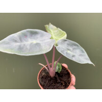 Alocasia Pink Dragon Babyplant