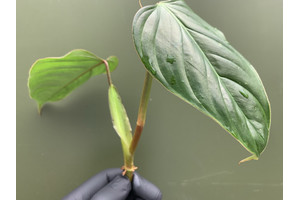 Philodendron ornatum - Cutting