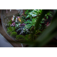biOrb AIR 60 Terrarium weiss