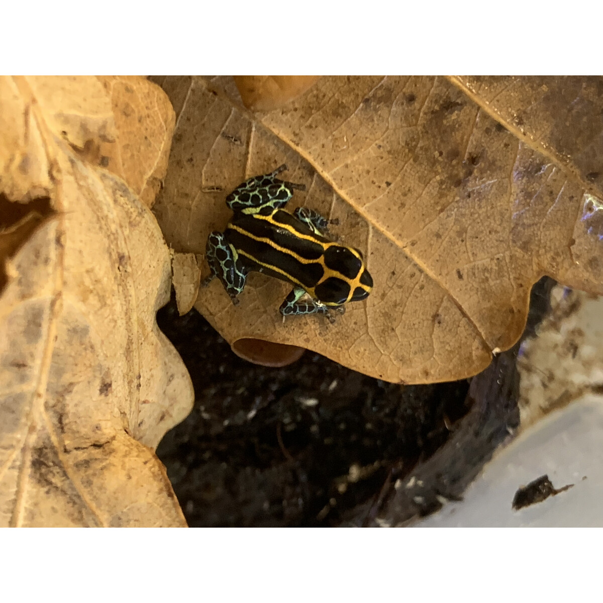 Ranitomeya imitator Yurimaguas Gruppe ( 1,2 )