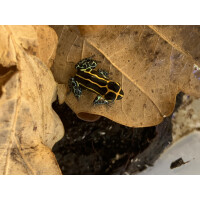 Ranitomeya imitator Yurimaguas Gruppe ( 1,2 )