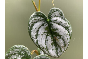 Philodendron brandtianum - Cutting
