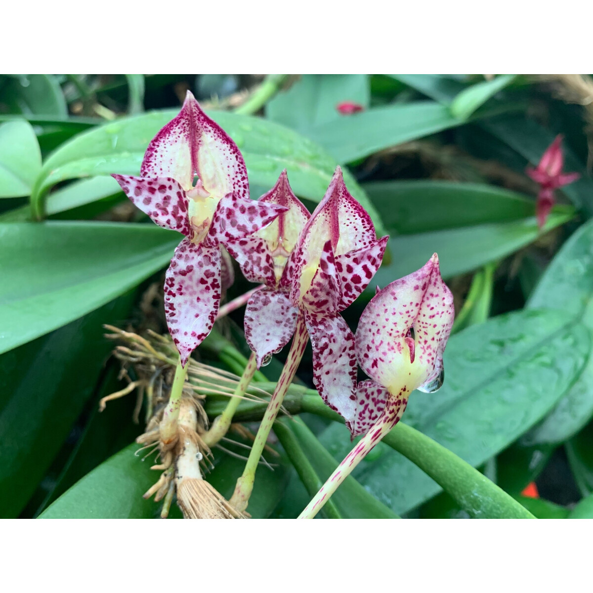 Bulbophyllum macranthum, 15,90