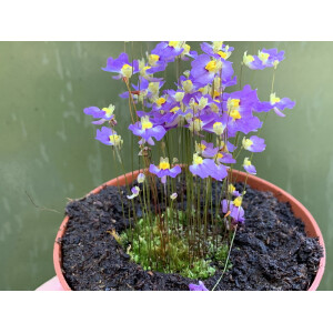 Utricularia bisquamata