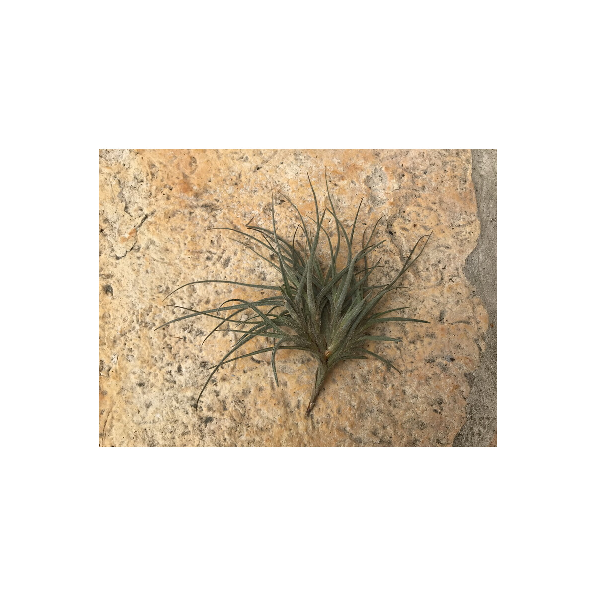 Tillandsia pruinosa var. Kolumbien