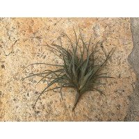 Tillandsia pruinosa var. Kolumbien
