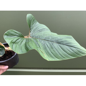 Philodendron serpens