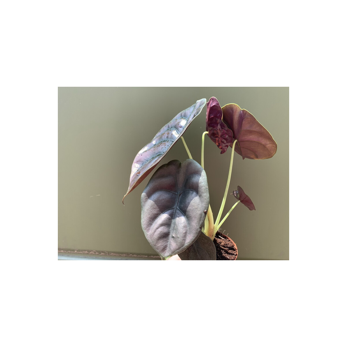 Alocasia cuprea Red Secret (8cm Topf)