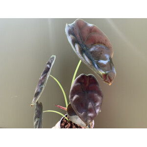 Alocasia cuprea Red Secret (8cm Topf)
