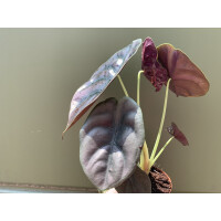 Alocasia cuprea Red Secret (8cm Topf)