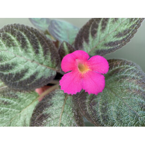 Episcia cupreata