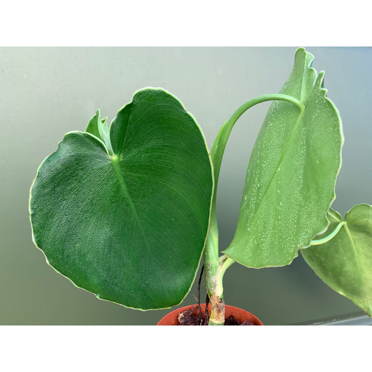 Philodendron rugosum L