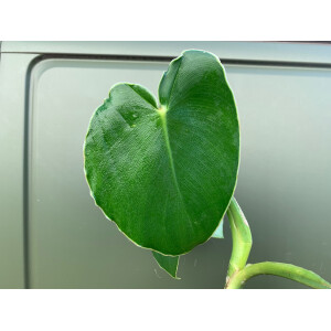 Philodendron rugosum L