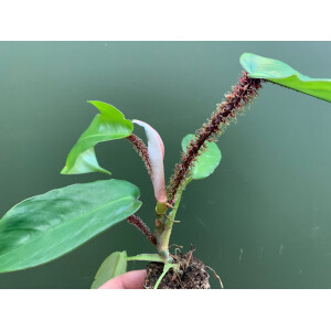 Philodendron squamiferum Babyplant