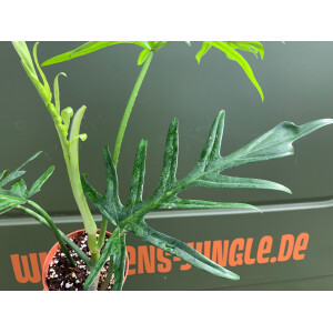 Philodendron elegans