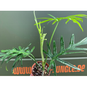 Philodendron elegans