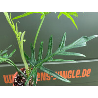 Philodendron elegans