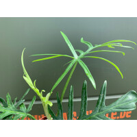 Philodendron elegans