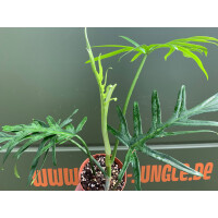 Philodendron elegans